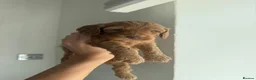 Cockapoo dogs for sale: READY TO LEAVE NOW F1 cockapoo puppies🌟🧬🐾 - Advert 8