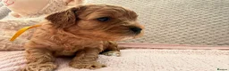 Cavapoo dogs for sale: Cavapoo girls  - Advert 21