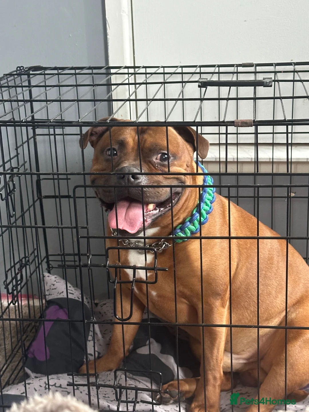 Staffordshire Bull Terrier dogs for sale: Chico - Advert 2