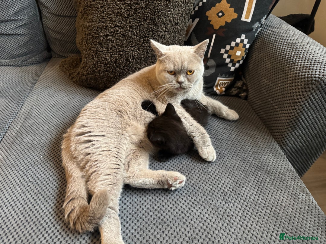 British Shorthair cats for sale: Black British Shorthair  - Image 10