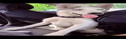 Siberian Husky dogs for sale: Siberian Huskies- Mum 4years & Daughter 10monts  - Advert 11