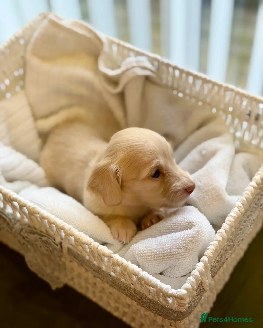 Miniature Dachshund dogs for sale:  Cream Long-Haired Miniature Dachshund Puppies in Sale - Advert 2