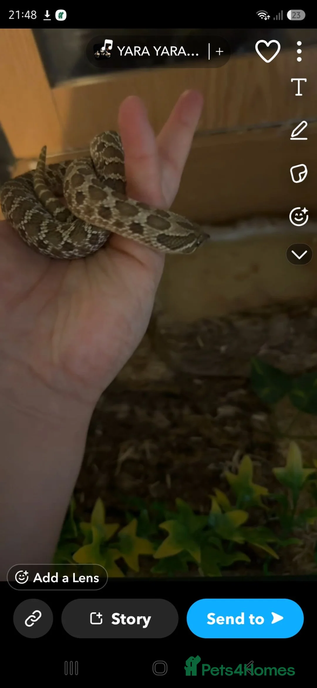 Snake reptiles for sale: Female hognose snake  in Ebbw Vale - Advert 1