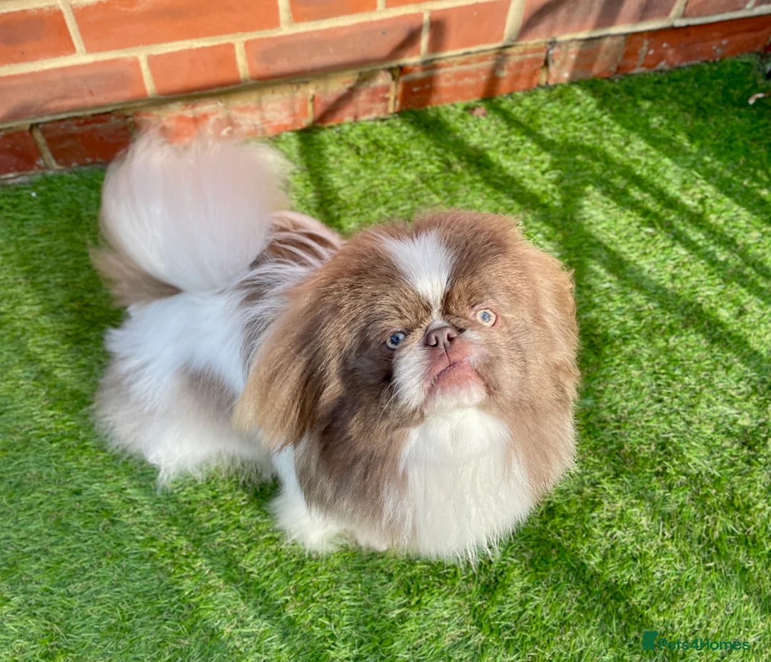 Pekingese dogs for stud: Lilac & white KC reg Pekingese for stud in Winchester - Advert 4