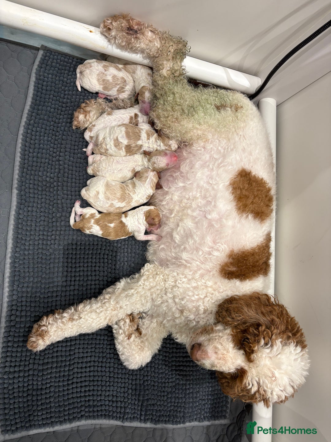 Double Doodle dogs for sale: Parti Double Doodles 🐾  - Image 2