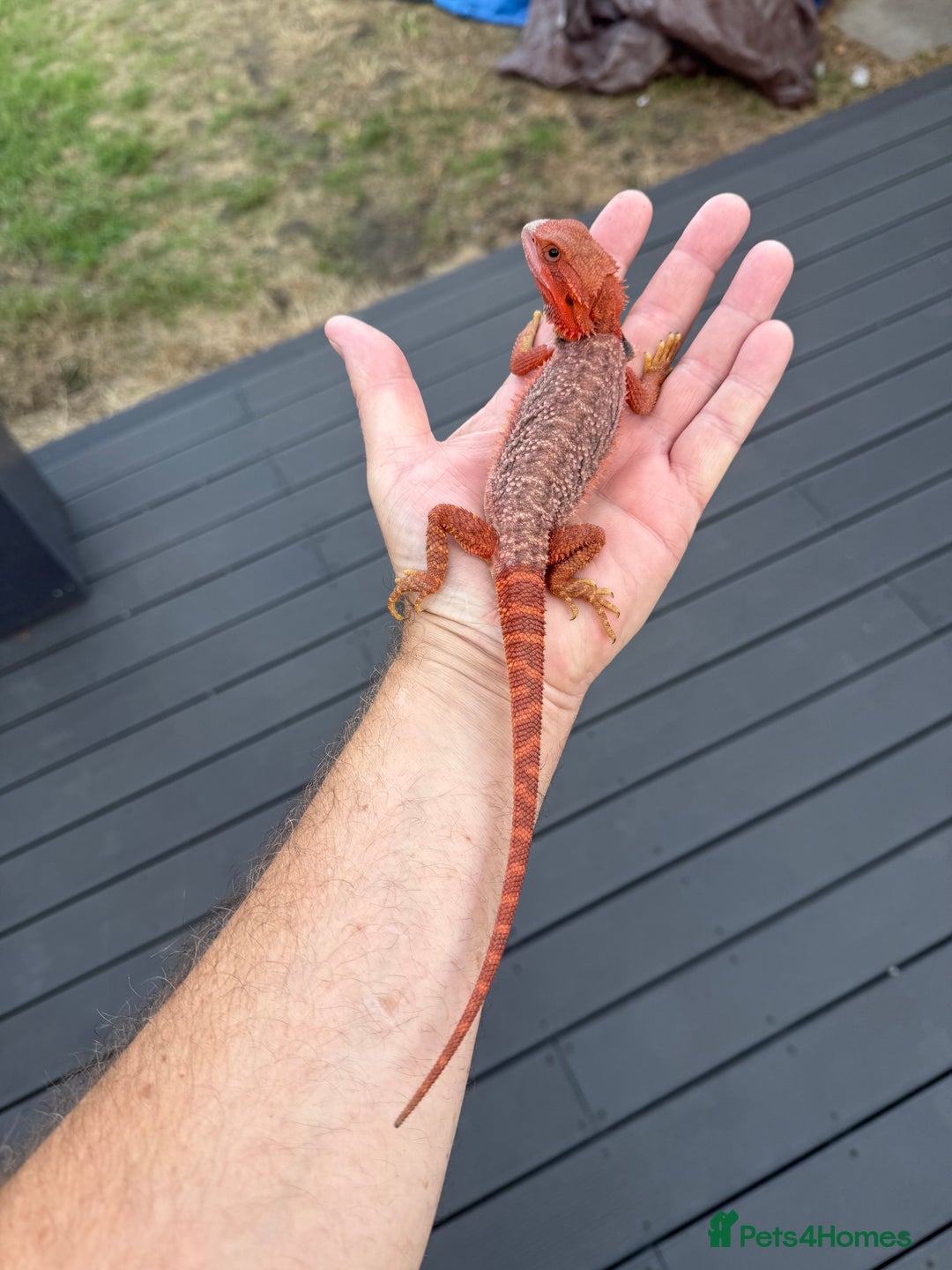 Bearded Dragon reptiles for sale: Red Monster  - Image 4