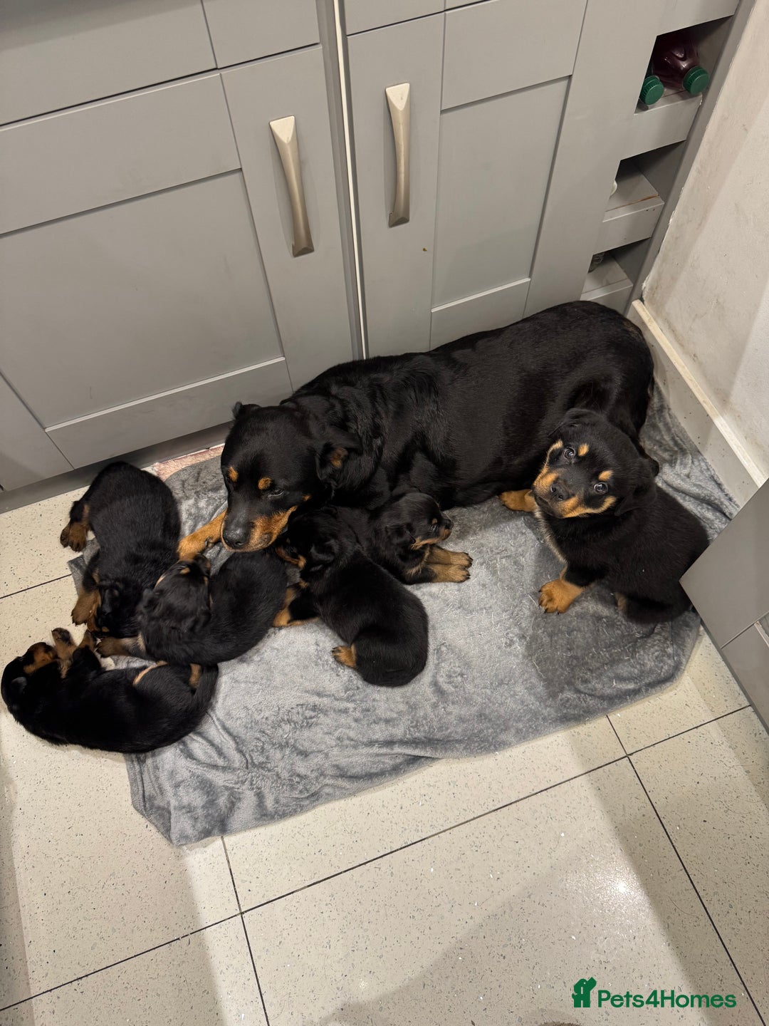 Rottweiler dogs for sale: Beautiful chunky Rottweiler puppies  - Advert 8