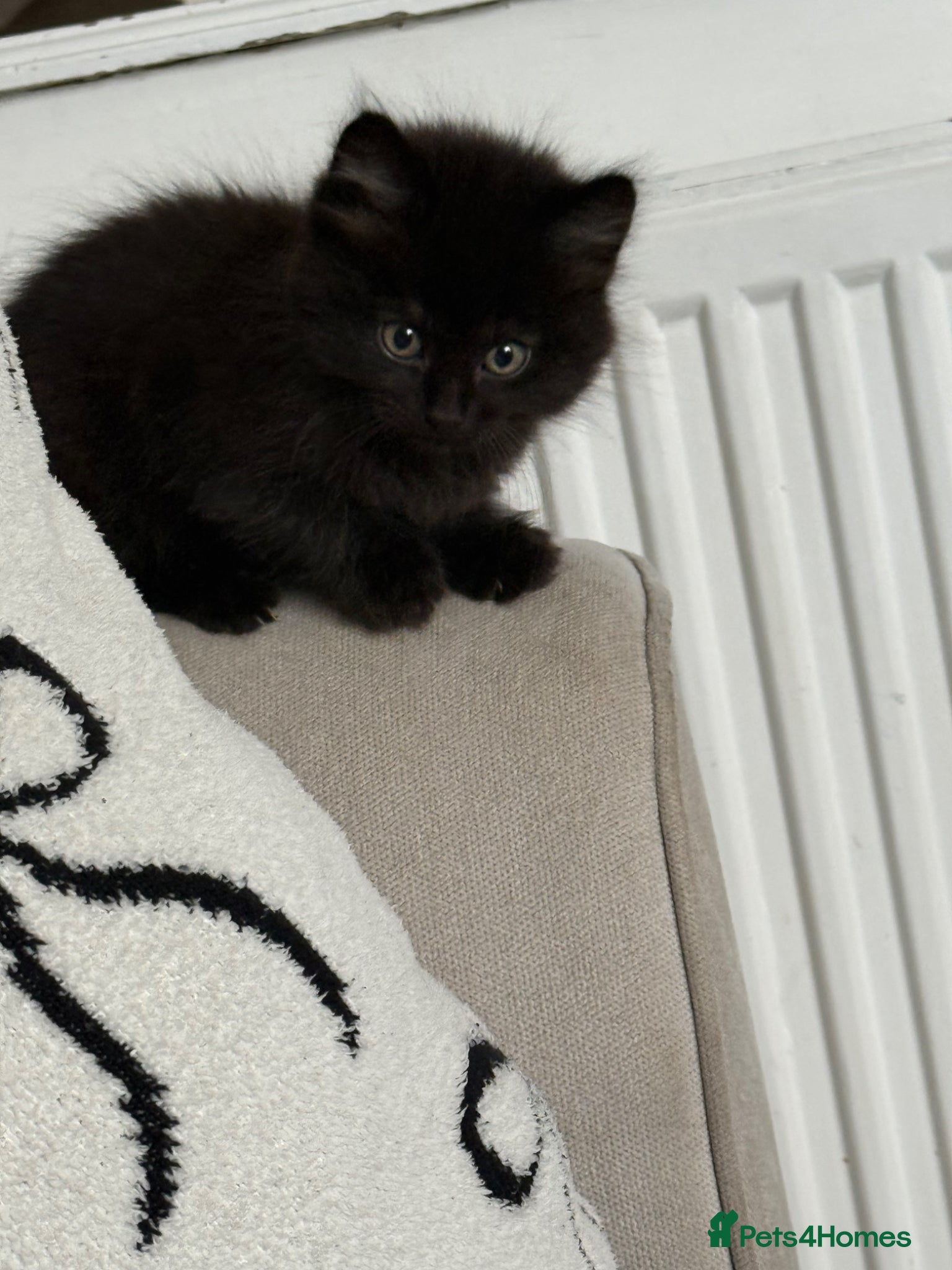 British Shorthair cats Kittens ready to leave  - Advert 4