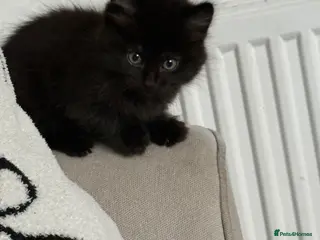 British Shorthair cats Kittens ready to leave - Advert 1