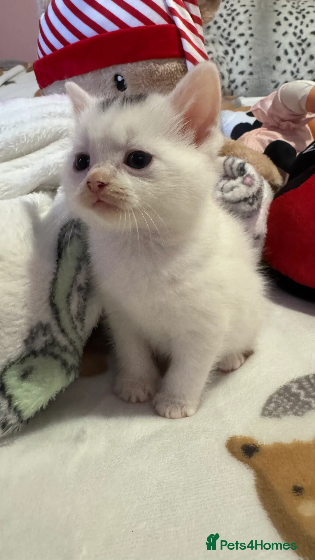 Mixed Breed cats for sale: 1 beautiful female kitten ready to leave!! - Advert 3