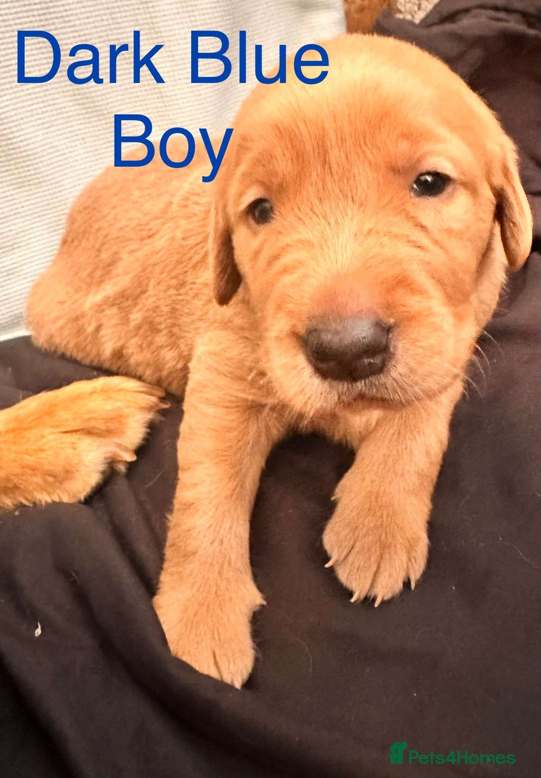 Labrador Retriever dogs for sale: Stunning Labrador Puppy's ( 4 girls, 3 boys ) - Image 21