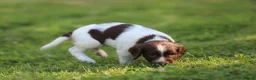 English Springer Spaniel dogs for sale: Kc registered English springer spaniel pups - Advert 8