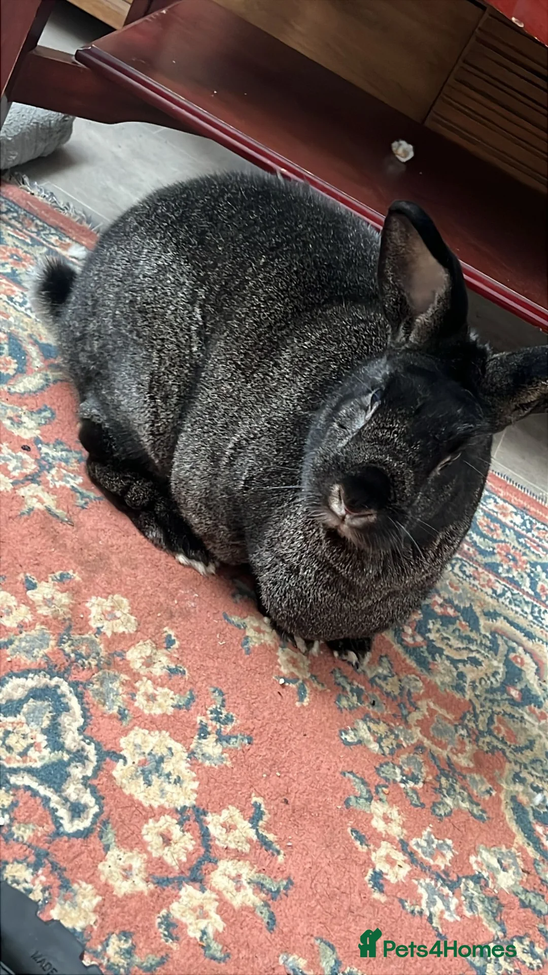 Silver Fox rabbits for sale: Female Rabbit for sale  in Peterborough - Advert 5
