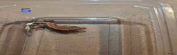 Gecko reptiles for sale: 💞 5 crested gecko babies🤩 for sale prices vary. - Advert 11