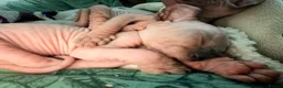 Sphynx cats for sale: All girls Sphynx kittens - Advert 6