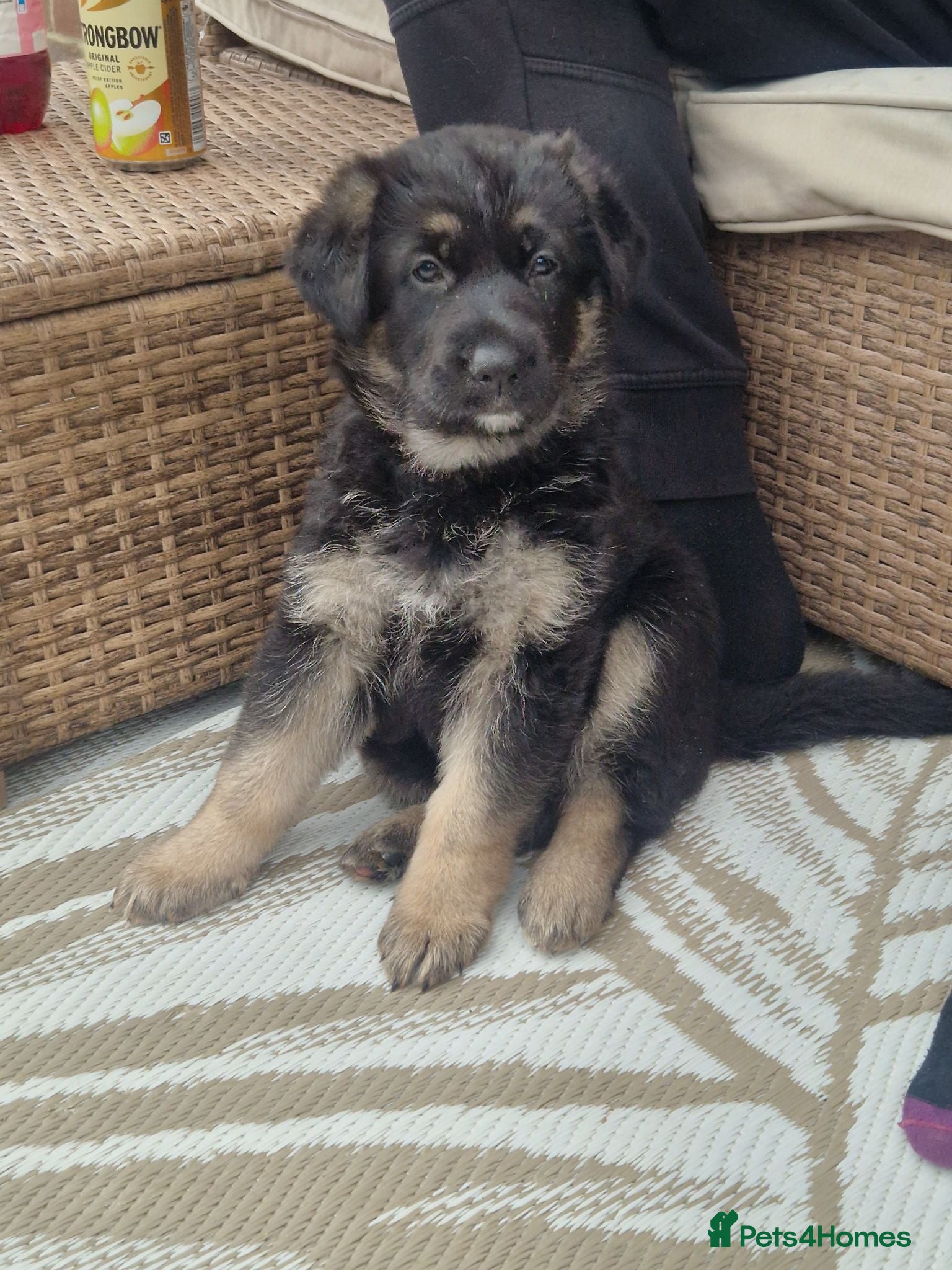 German Shepherd dogs 3 beautiful female gsd pups - Advert 6