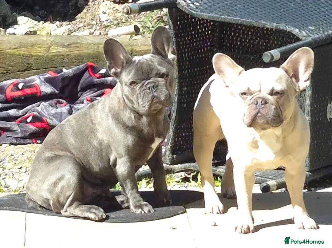 French Bulldog dogs for sale: Beautiful French Bulldog girl in Wickford - Advert 5