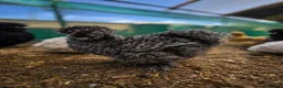 Chickens poultry for sale: USA Silkie Chicks - Advert 8