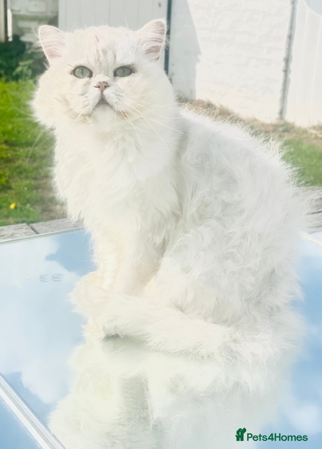 Persian cats for stud: ⭐️PERSIAN CHINCHILLA  PEDIGREE  STUD⭐️ in Gerrards Cross - Image 2