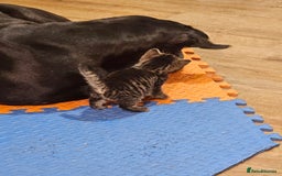 Mixed Breed cats for sale: Fluffy girls - Advert 7