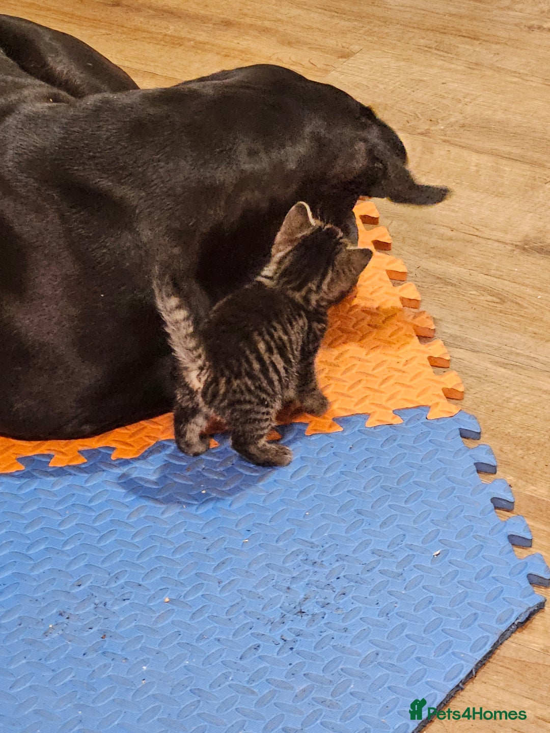 Mixed Breed cats for sale: Fluffy girls - Advert 7