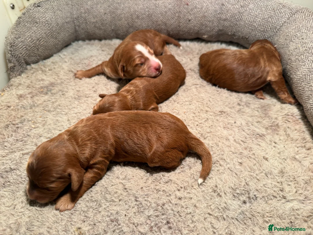 Cockapoo dogs for sale: Dark Fox red F1 toy / show cocker health tested - Advert 2