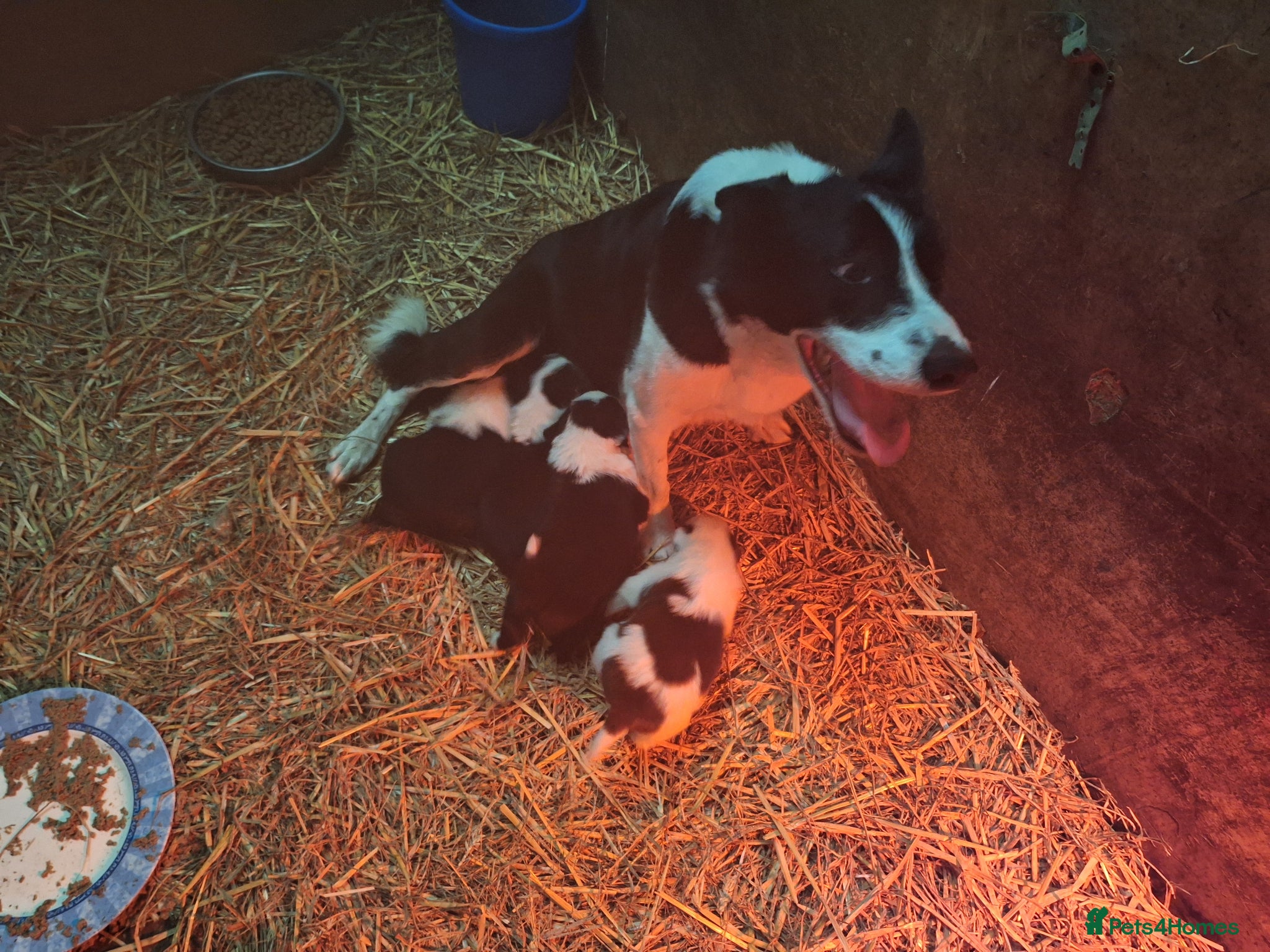 Border Collie dogs for sale: Lovely farm bred Border Collie puppies in Brackley - Advert 3