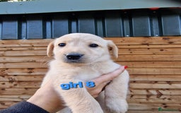 Labradoodle dogs for sale: F1b labradoodle,  back cross to a labrador - Image 8