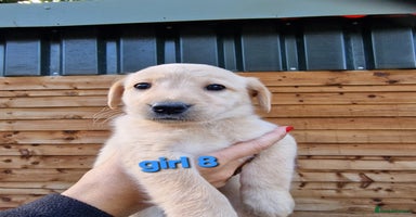 Labradoodle dogs - Advert 3