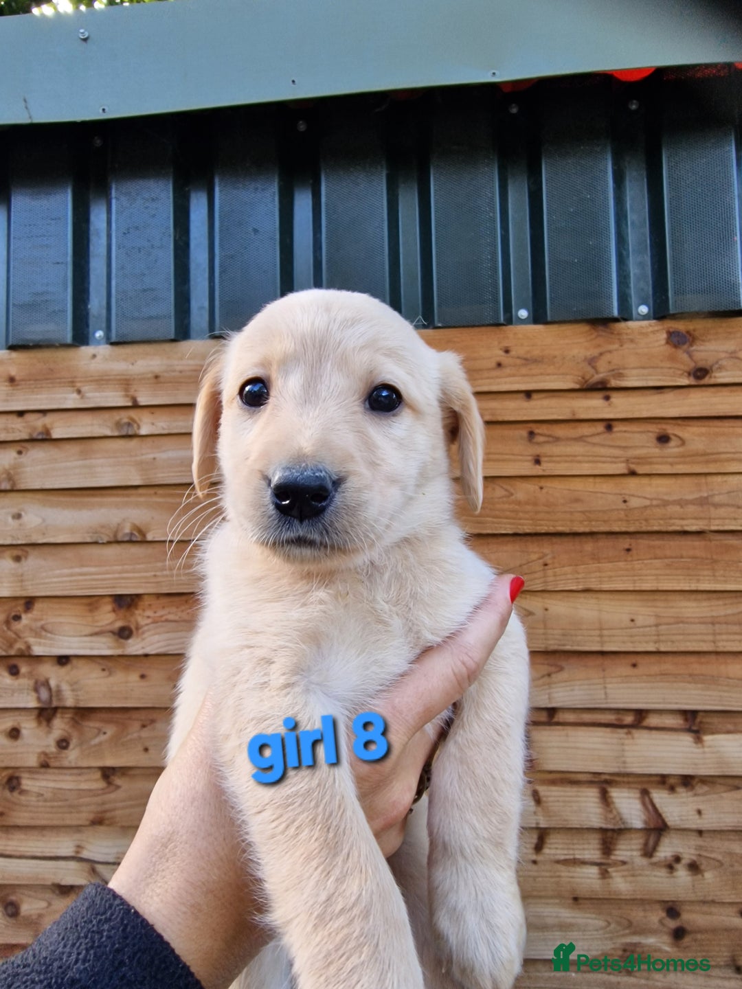 Labradoodle dogs for sale: F1b labradoodle,  back cross to a labrador - Image 8