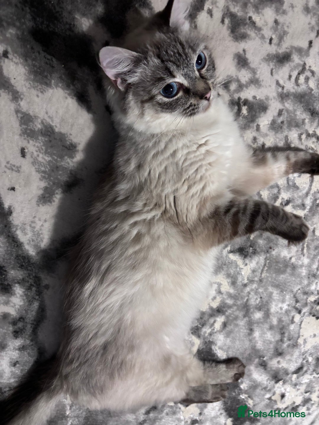 Ragdoll cats for sale: Gorgeous Ragdoll kittens 2 left ! - Advert 2