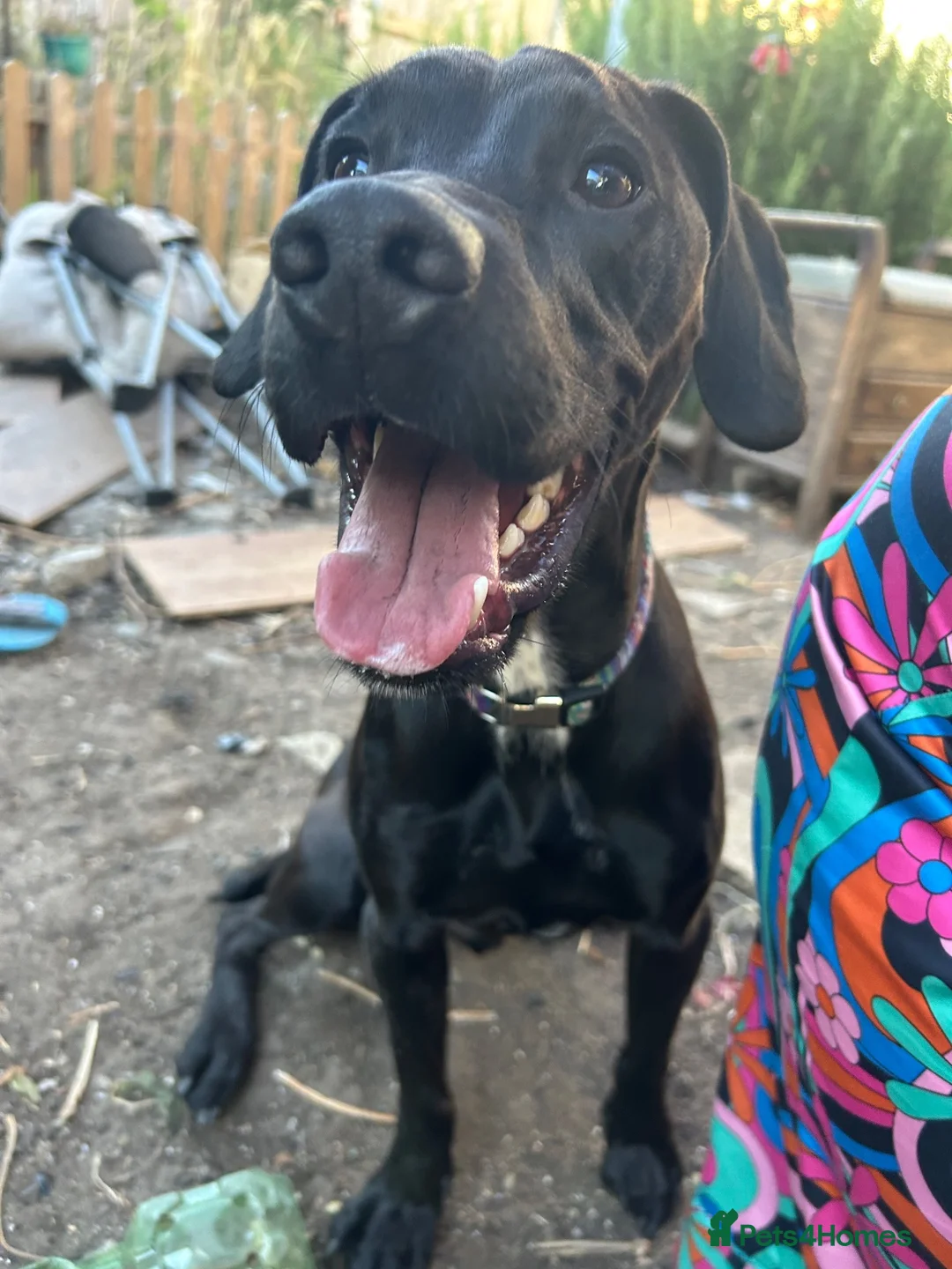 Mixed Breed dogs for sale: Dog for sale , Male , 1yr 4mnths KENT BASED in Ramsgate - Advert 2