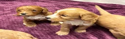 Cockapoo dogs for sale: Beautiful cockapoos in Axbridge - Advert 12