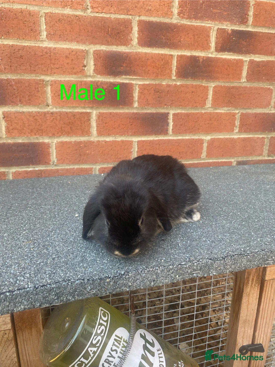 Netherland Dwarf rabbits for sale: Pure French lop babys 8wks - Advert 2