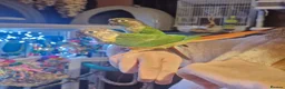 Conures birds for sale: 1 baby yellow front conure hand tame - Advert 4