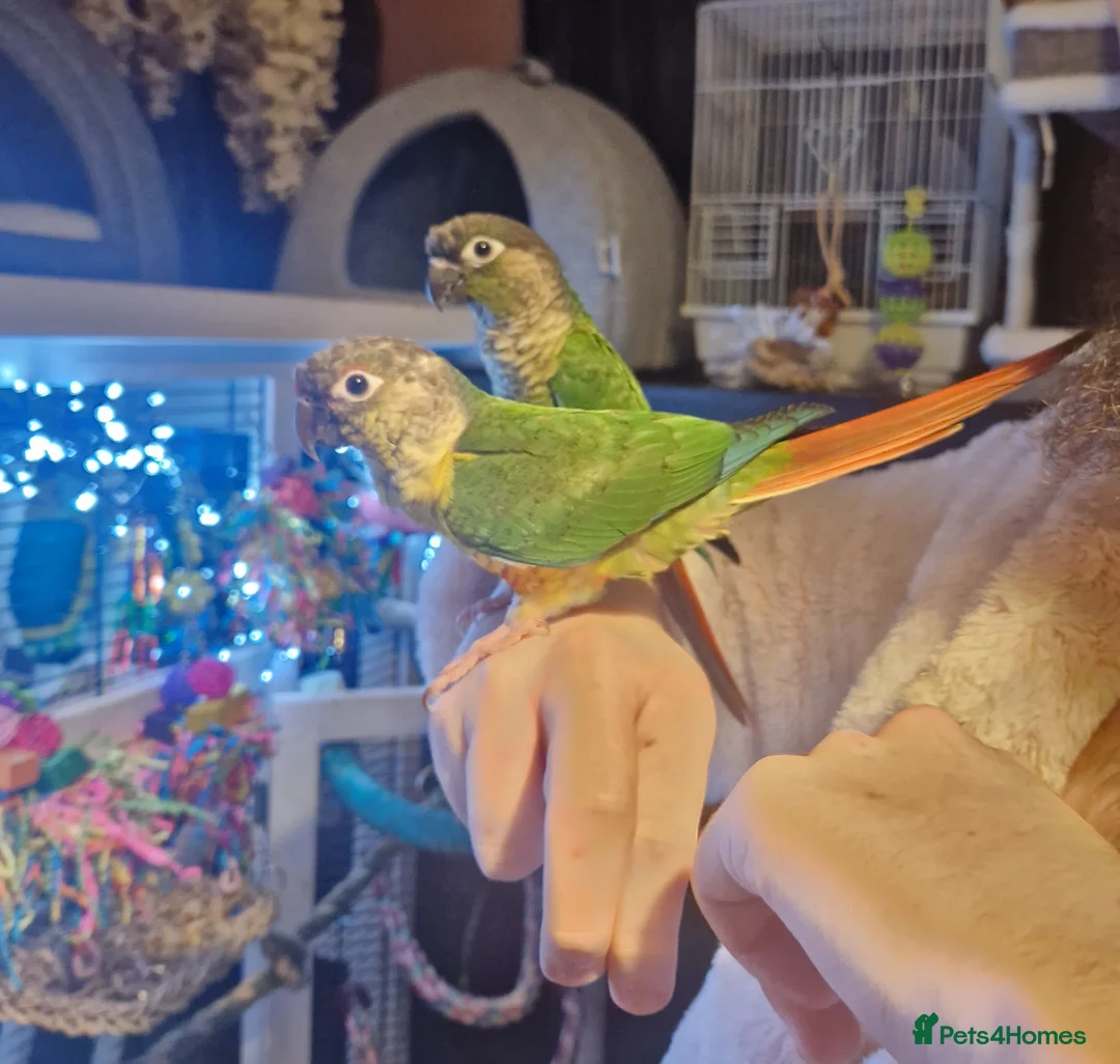 Conures birds for sale: 1 baby yellow front conure hand tame - Advert 4