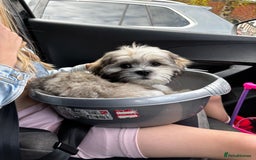 Lhasa Apso dogs for sale: Beautiful Lhasa Apso boy - Image 2