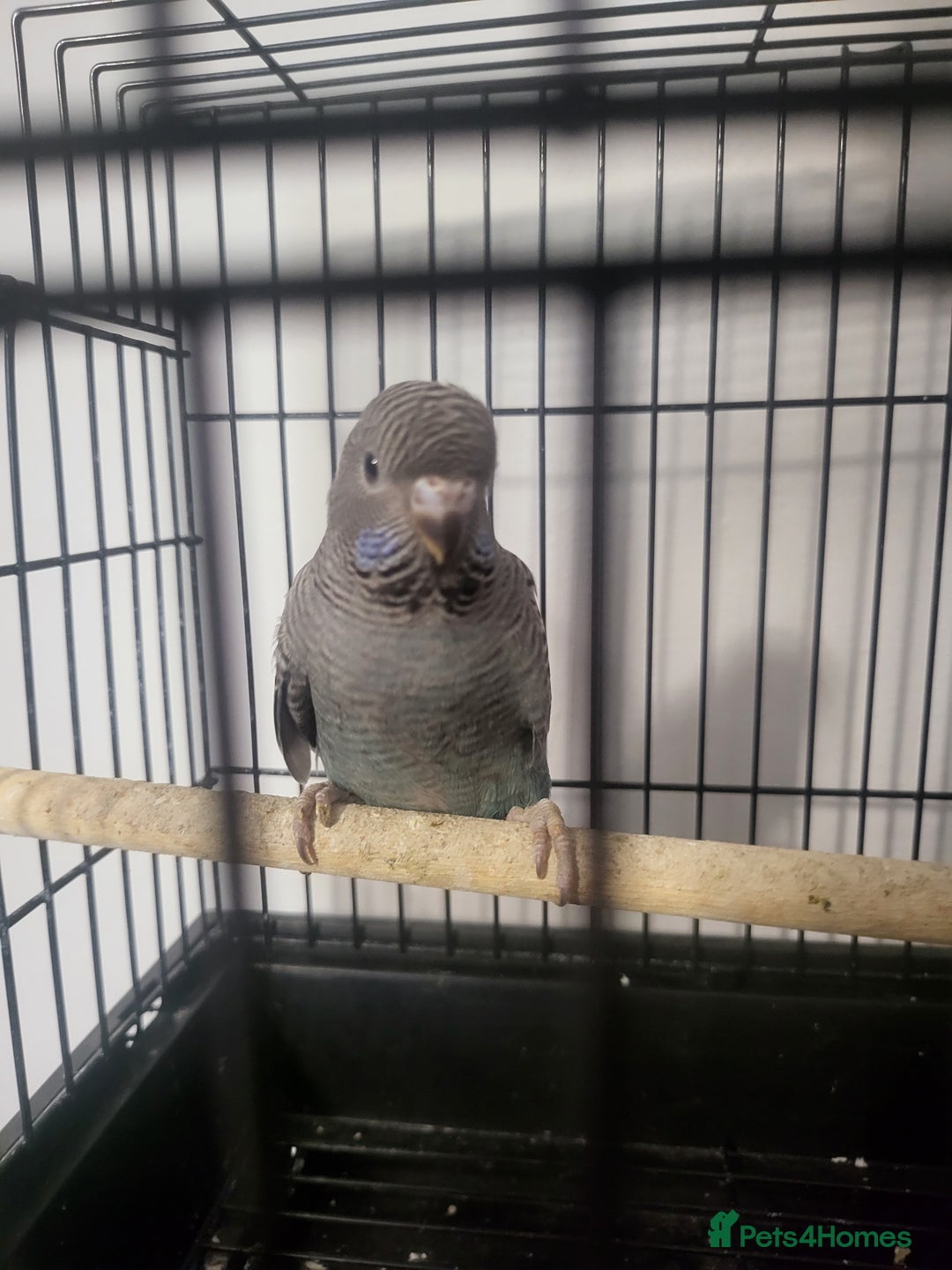 Budgerigars birds for sale: Blackface - Advert 1