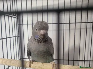 Budgerigars birds Blackface - Advert 4