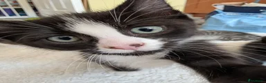 Tuxedo Kitten