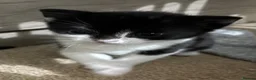 British Shorthair cats for sale: Black and white kittens  in Hitchin - Advert 5