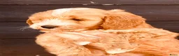 Sproodle dogs for sale: Beautiful Red & Apricot Sproodles - Advert 27