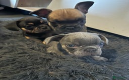 Mixed Breed dogs for sale: French bulldog x King Charles cavalier - Image 1
