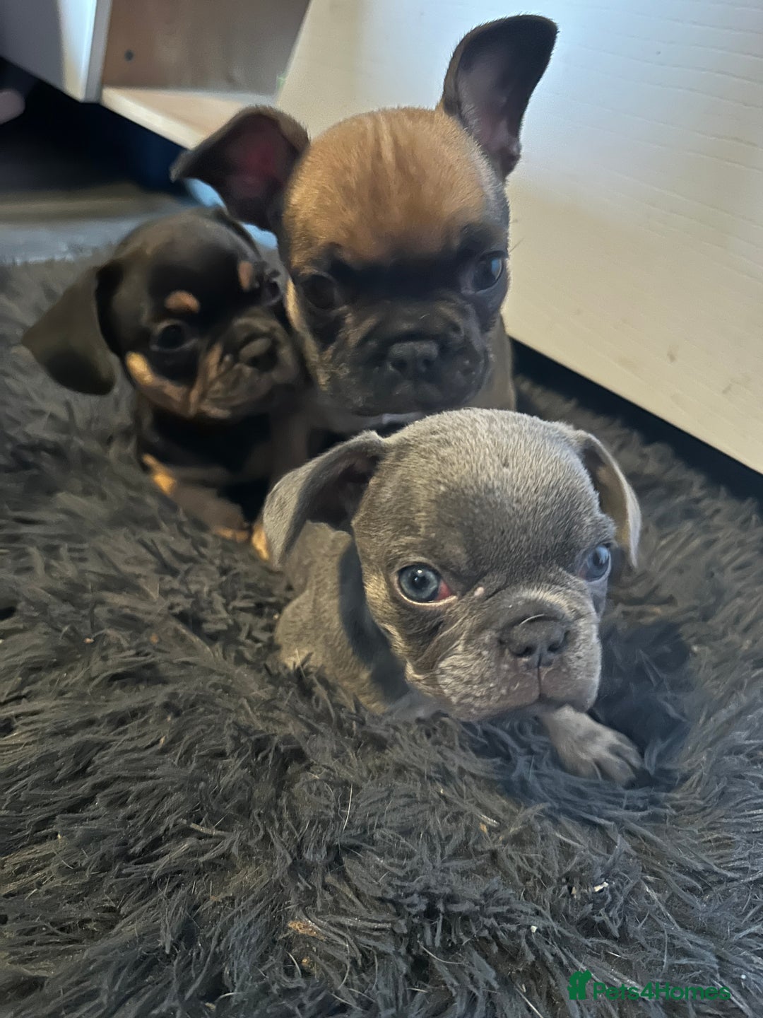 Mixed Breed dogs for sale: French bulldog x King Charles cavalier - Image 1