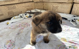 Mixed Breed dogs for sale: German shepherd cross Tibetan mastiff - Image 7