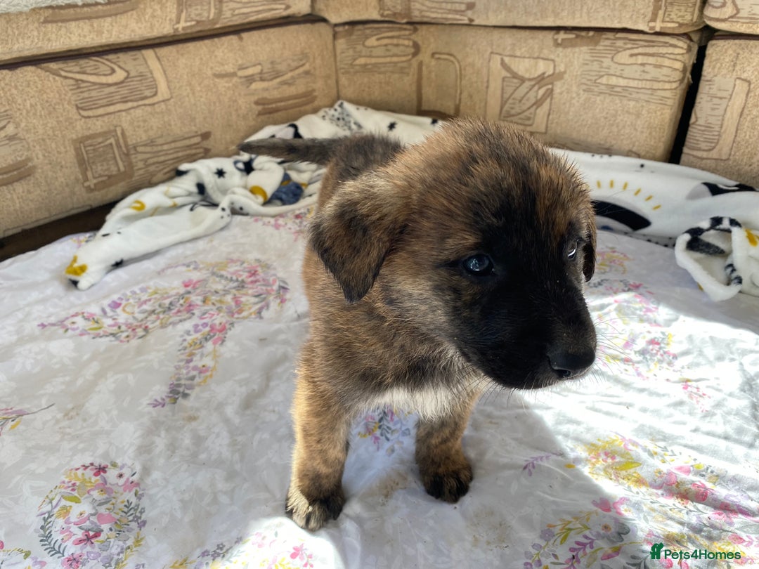Mixed Breed dogs for sale: German shepherd cross Tibetan mastiff - Image 7