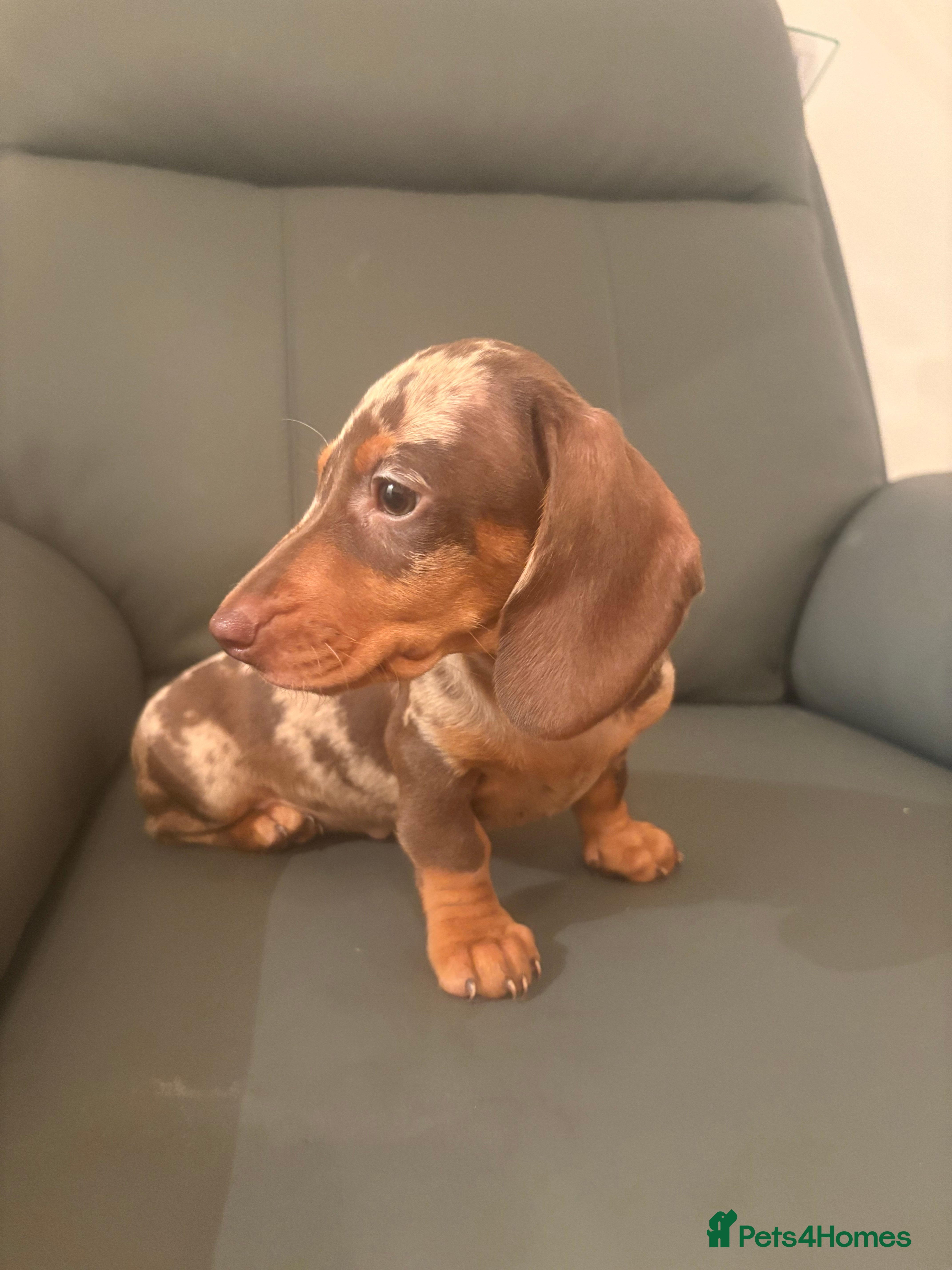 Miniature Dachshund dogs Miniature dachshund puppies - Advert 13