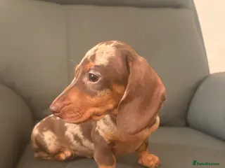 Miniature Dachshund dogs Miniature dachshund puppies - Advert 13
