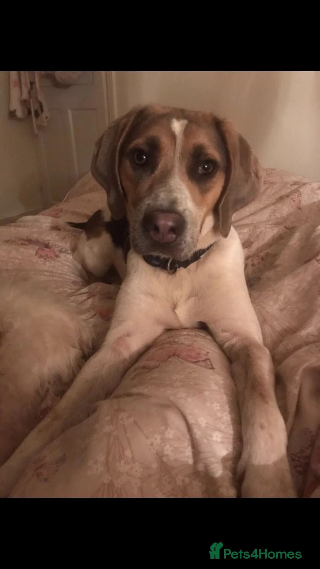 Beagle dogs for stud: Health tested blue tri beagle  stud  in Bedworth - Advert 7