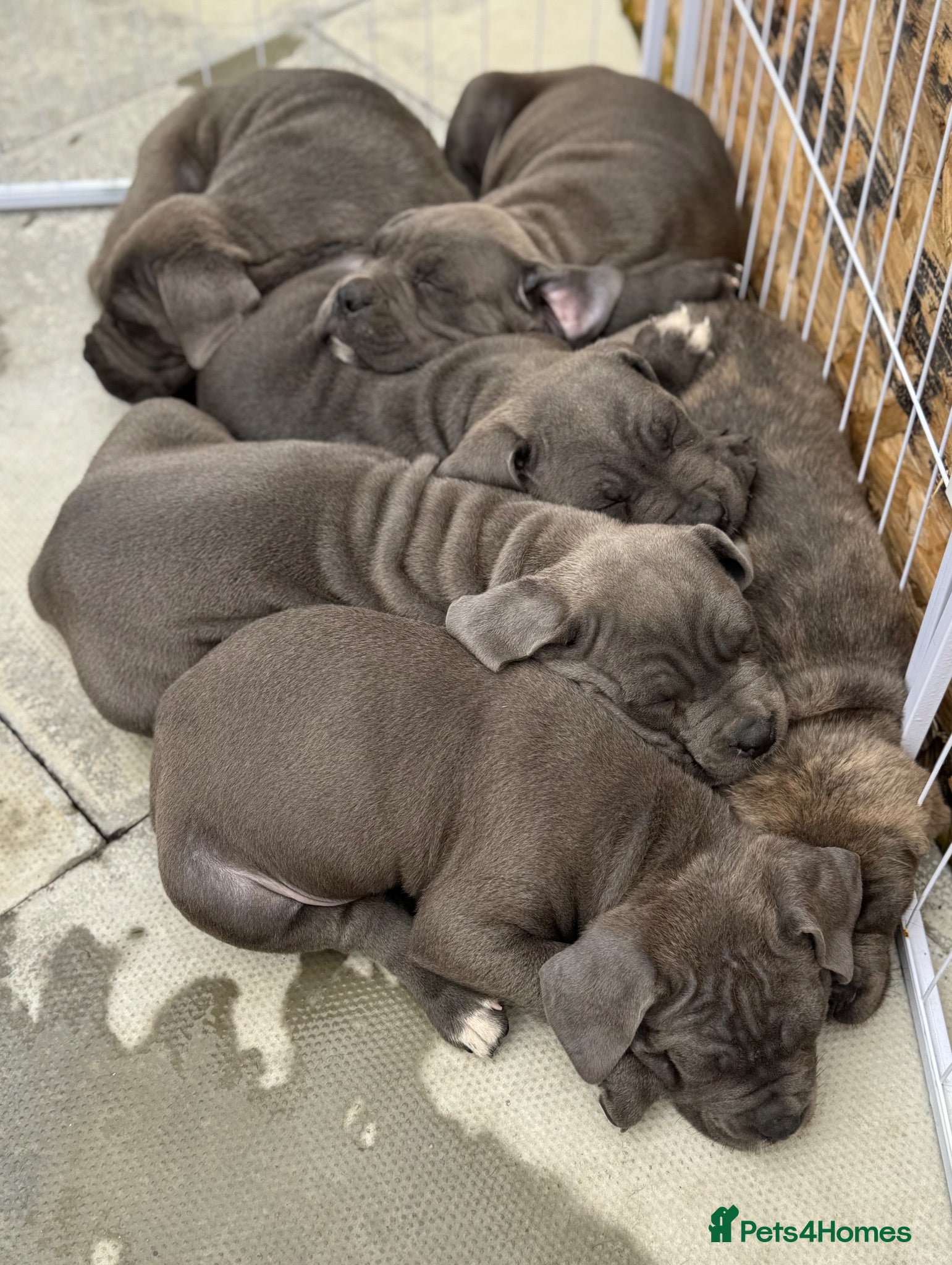 Cane Corso dogs CANE CORSO PUPPIES CHAMPION BLOODLINE PEDIGREE  - Advert 2